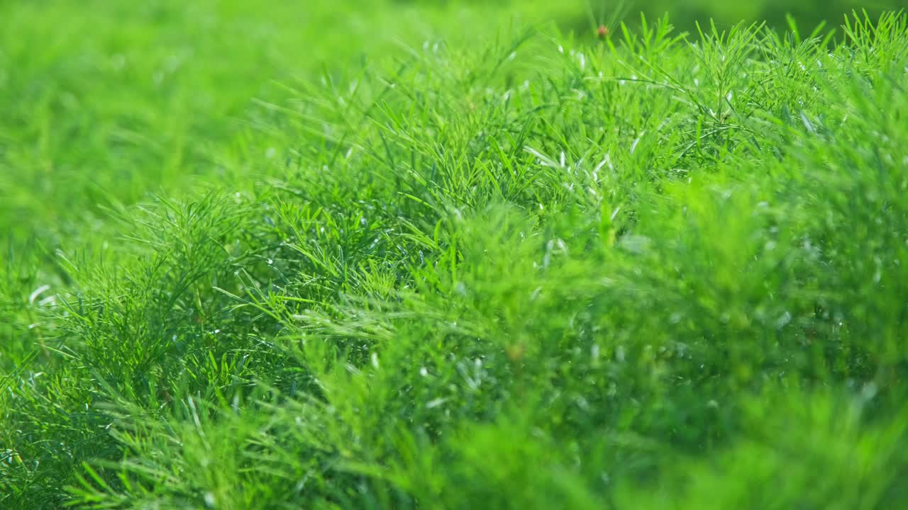 宇宙花的绿叶特写。宇宙花田美景，自然夏季景观视频素材