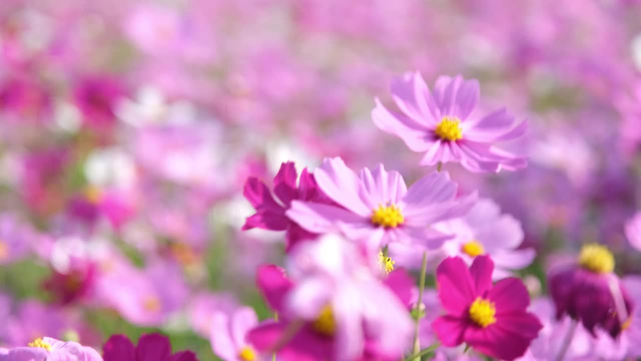 美丽的宇宙花盛开在花园里。宇宙在自然界开花。宇宙花在风中摇曳。视频素材