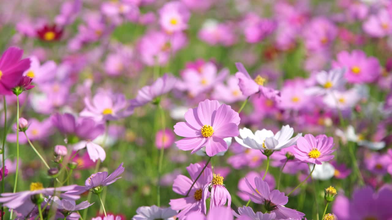 美丽的宇宙花盛开在花园里。宇宙在自然界开花。宇宙花在风中摇曳。视频素材