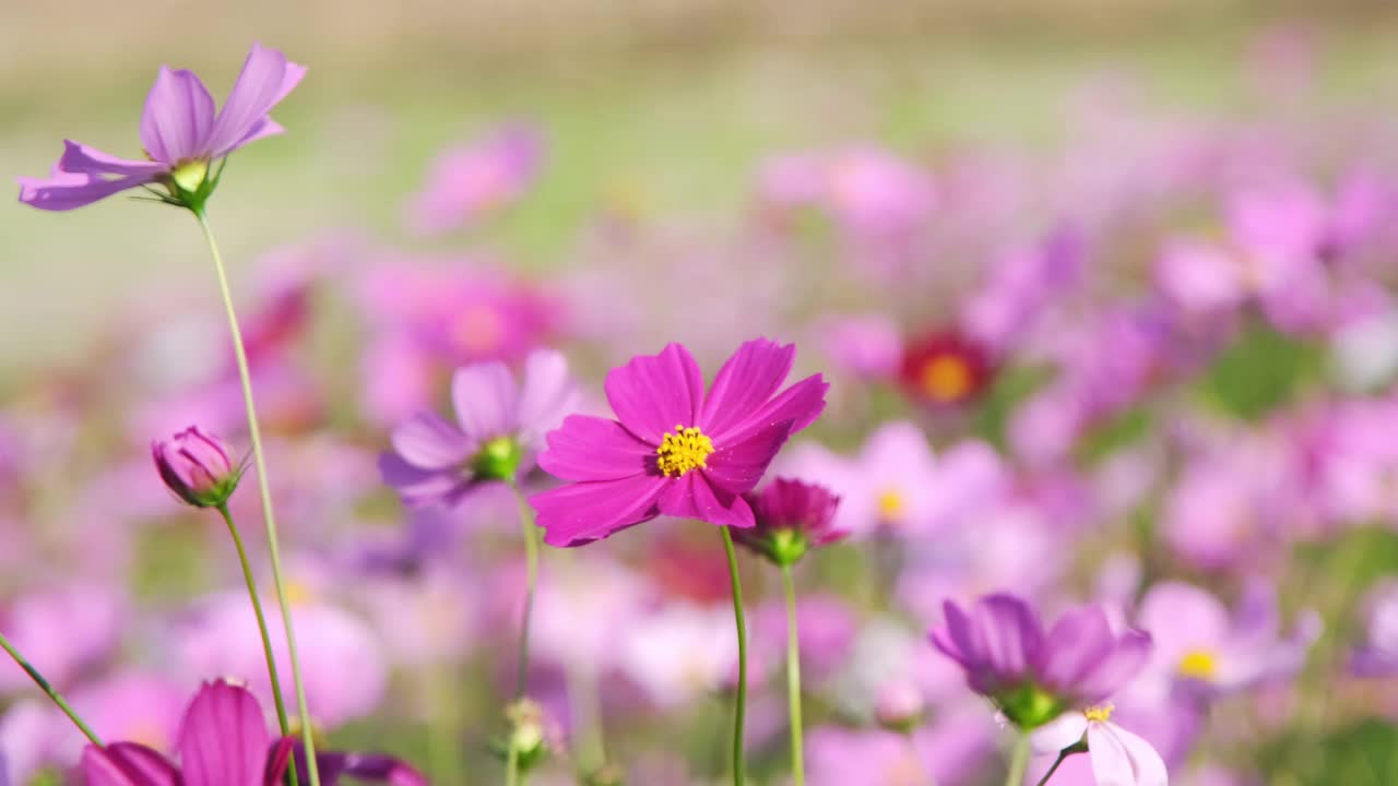 美丽的宇宙花盛开在花园里。宇宙在自然界开花。宇宙花在风中摇曳。视频素材