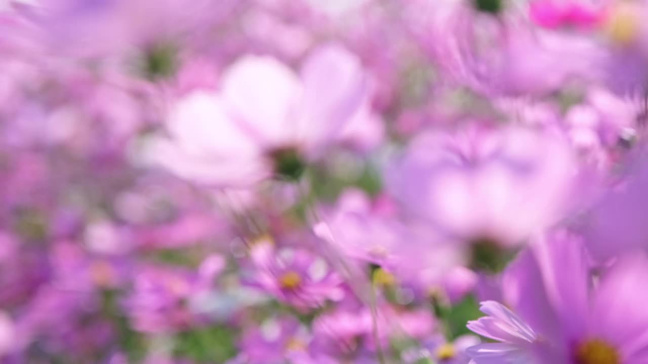 美丽的宇宙花盛开在花园里。宇宙在自然界开花。宇宙花在风中摇曳。视频素材