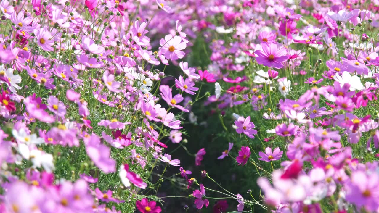 美丽的宇宙花盛开在花园里。宇宙在自然界开花。宇宙花在风中摇曳。视频素材