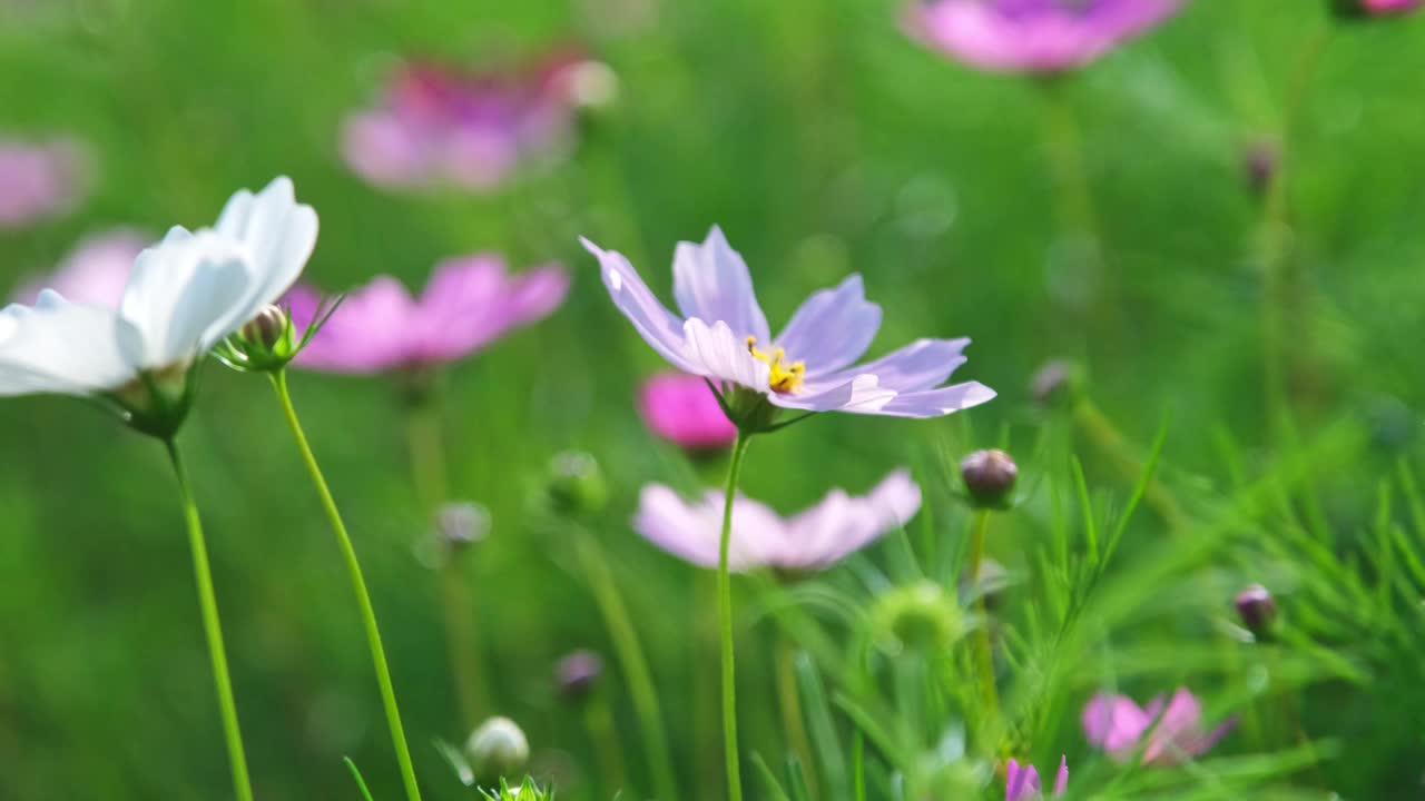 美丽的宇宙花盛开在花园里。宇宙在自然界开花。宇宙花在风中摇曳。视频素材