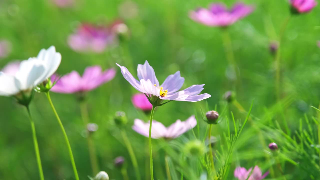 美丽的宇宙花盛开在花园里。宇宙在自然界开花。宇宙花在风中摇曳。视频素材