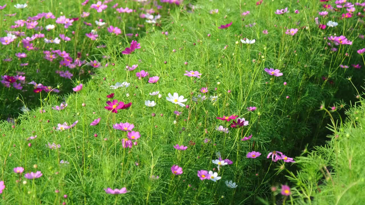 美丽的宇宙花盛开在花园里。宇宙在自然界开花。宇宙花在风中摇曳。视频素材