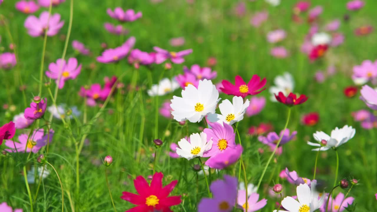 美丽的宇宙花盛开在花园里。宇宙在自然界开花。宇宙花在风中摇曳。视频素材