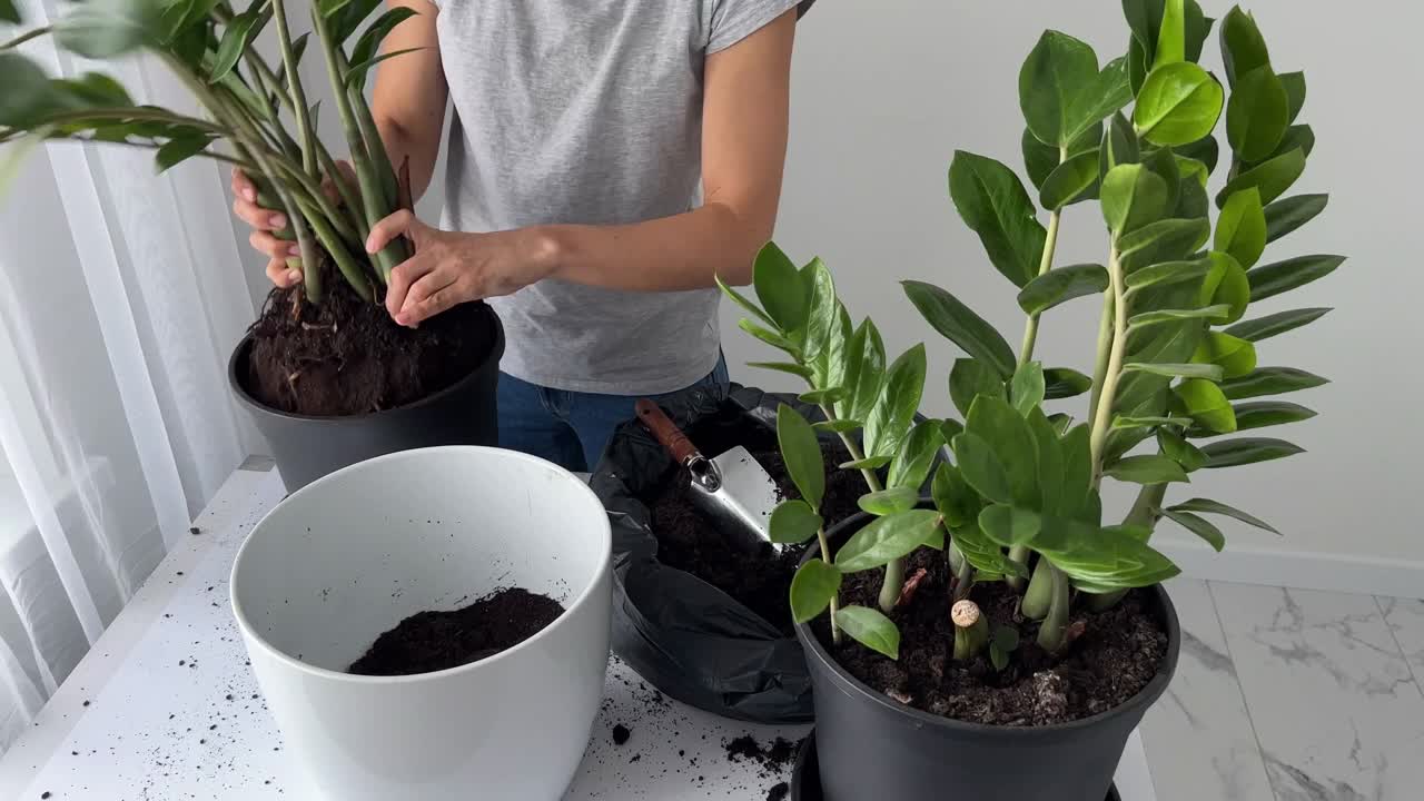 园艺妇女在室内移植植物，并在桌子上使用铲子。植物护理和家庭花园的概念。春天播种。
女性在花盆里插花视频素材