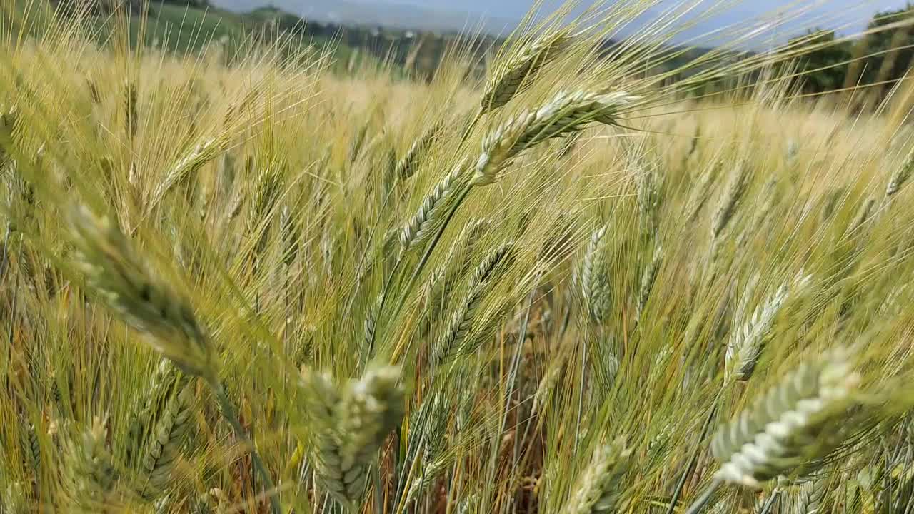 特写镜头的玉米穗吹在风中视频素材