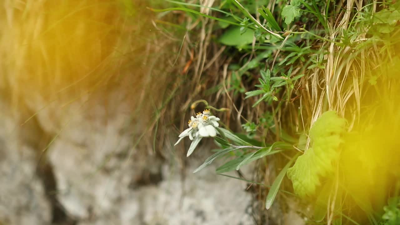 一个美丽的野花在阳光下的特写镜头视频素材