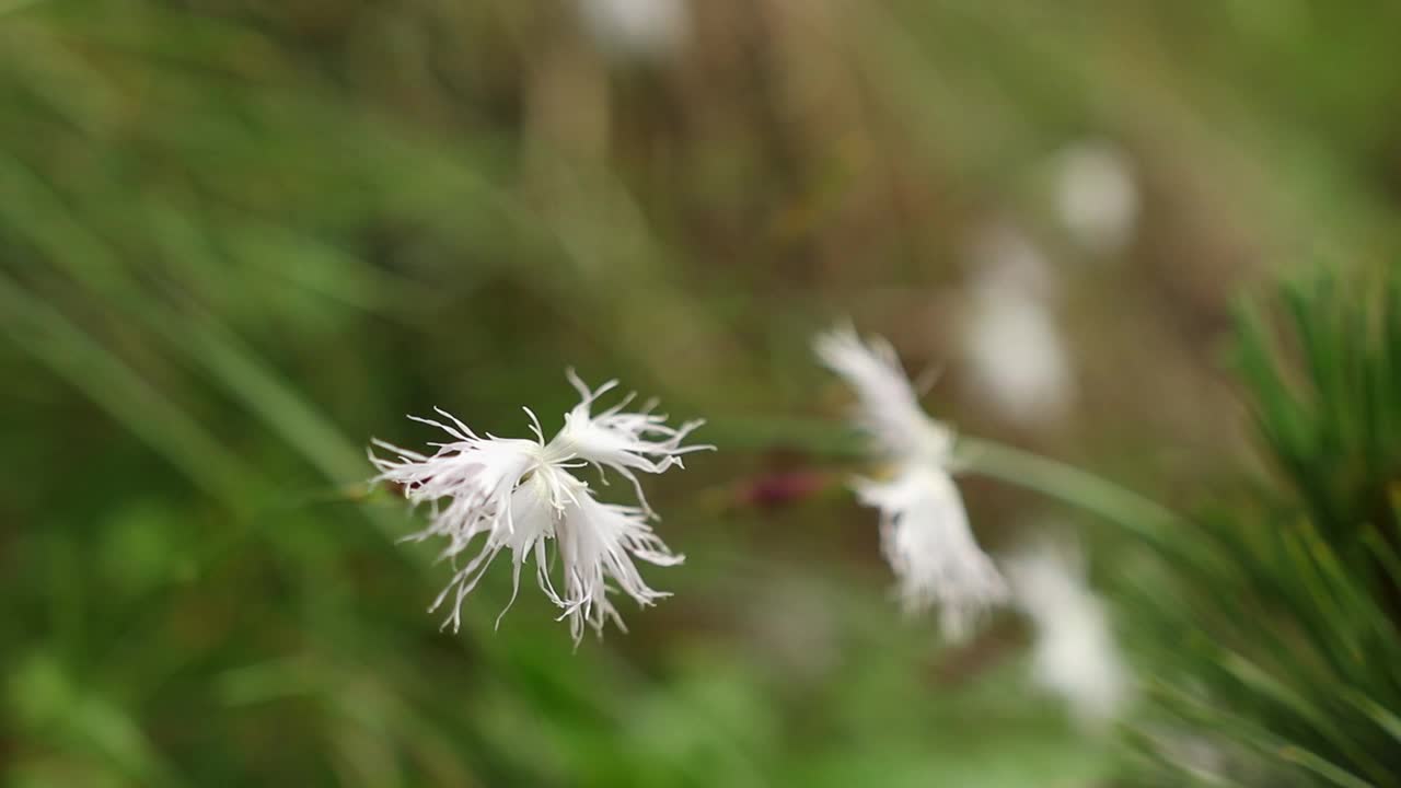 特写镜头的小白花在草地与模糊的绿色背景视频素材