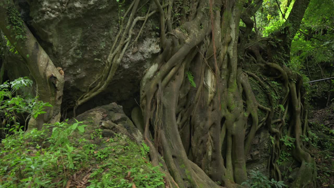 浓密的树干:森林中树木粗壮的树干和根视频素材