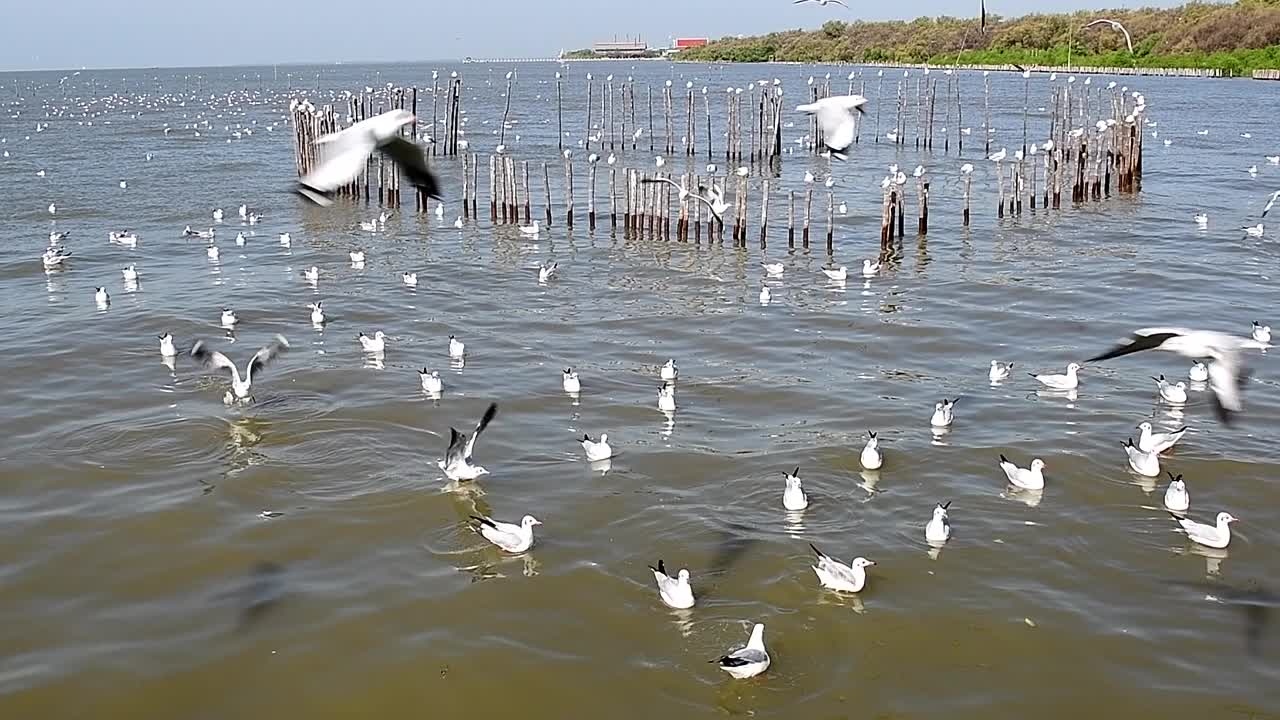 海鸥群视频下载