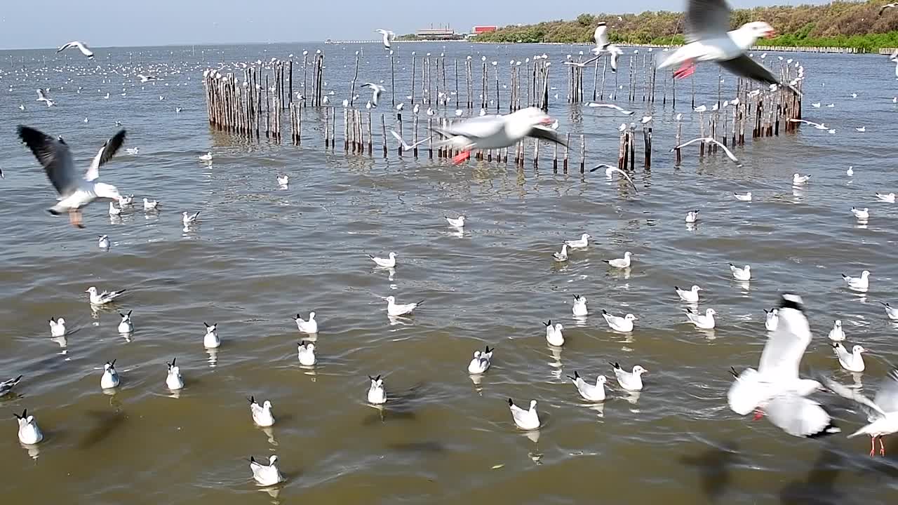 海鸥群视频素材