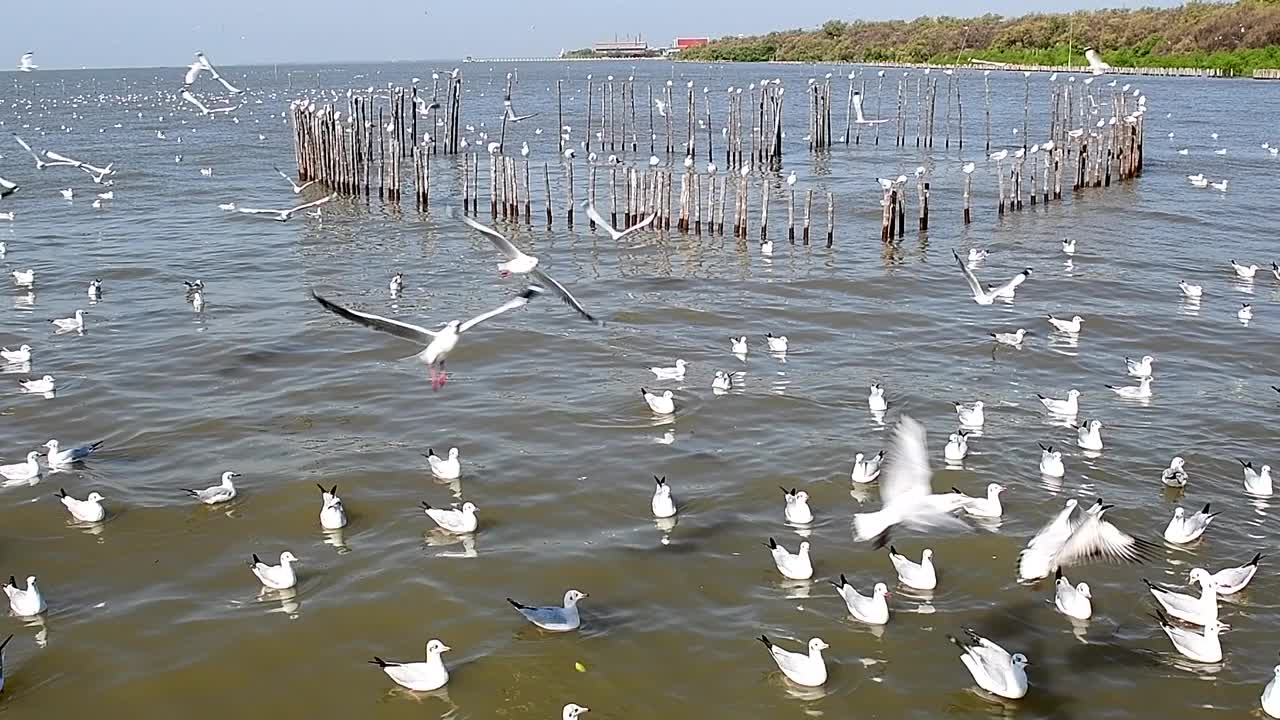 海鸥群视频素材