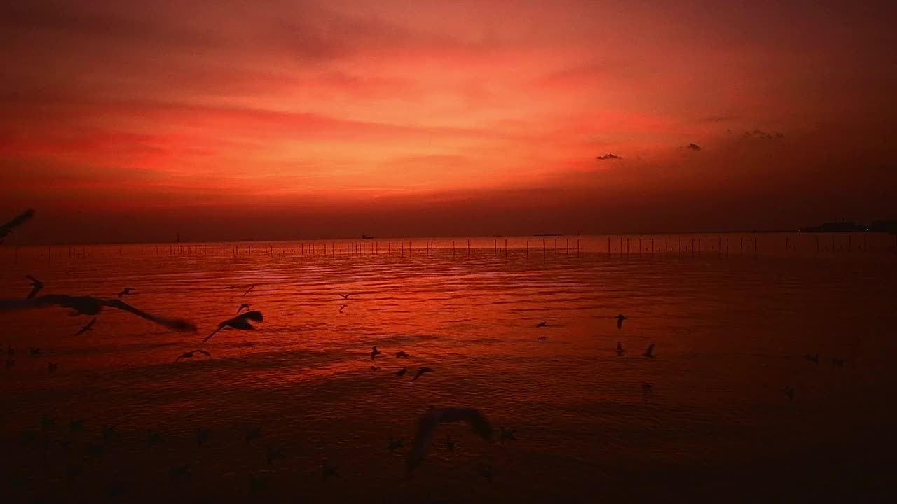 海鸥群视频下载