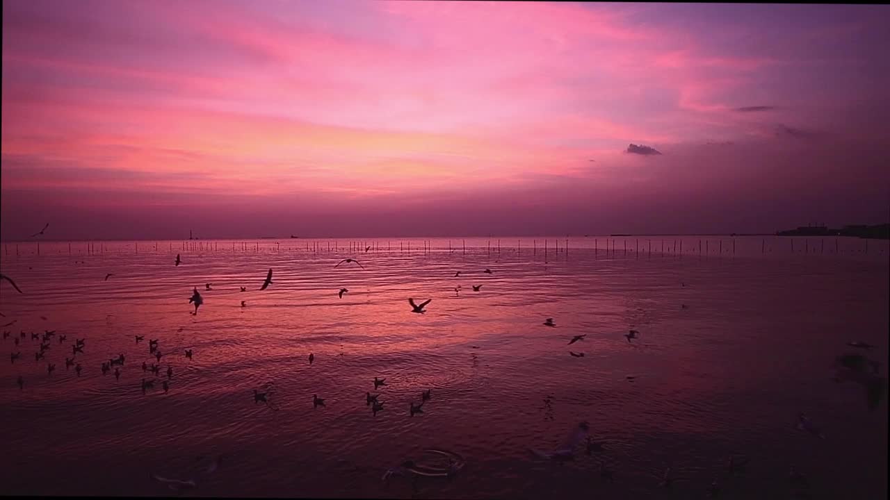 海鸥群视频下载