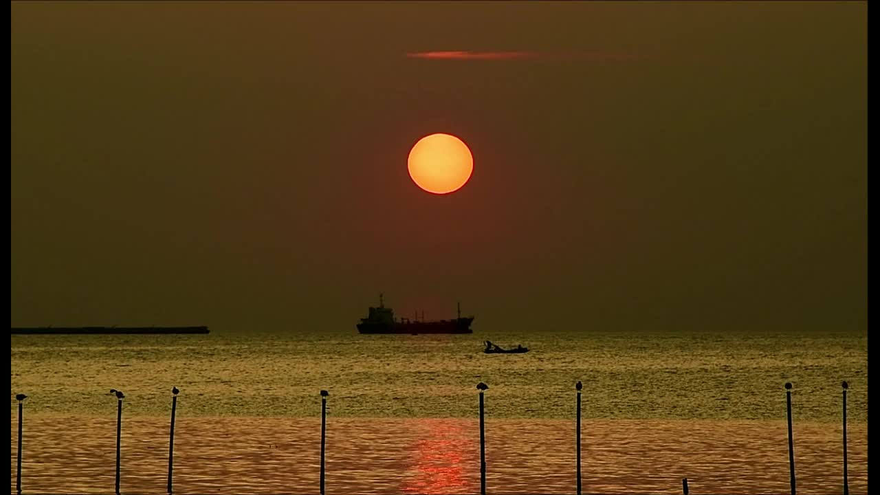 海鸥群视频素材