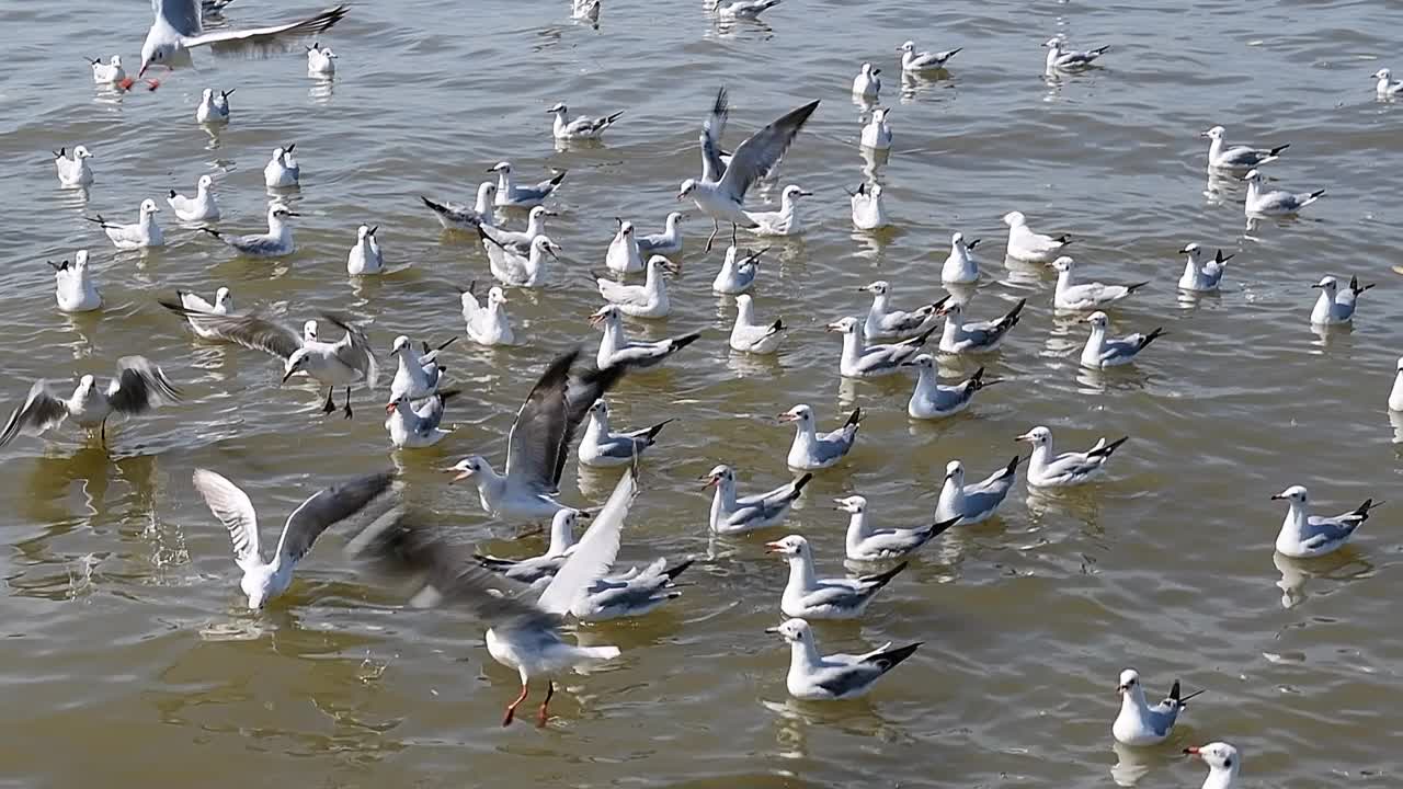 海鸥群视频下载