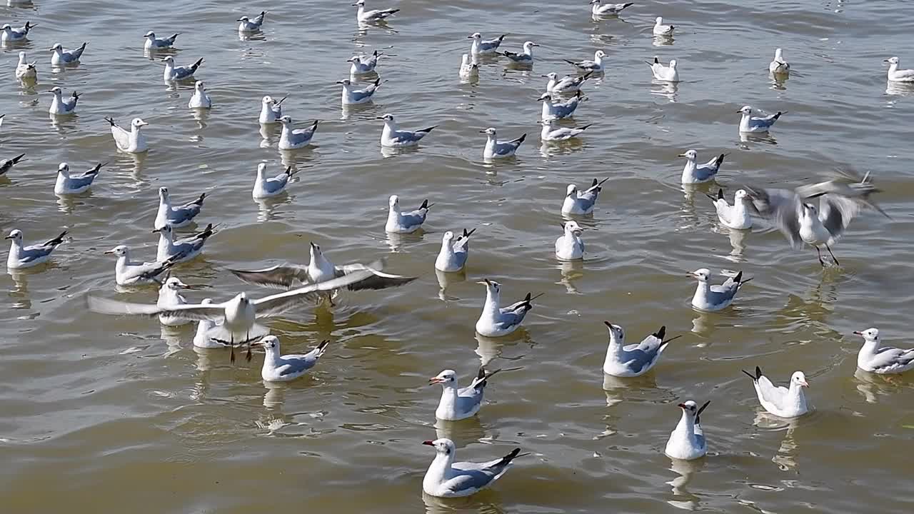 海鸥群视频下载