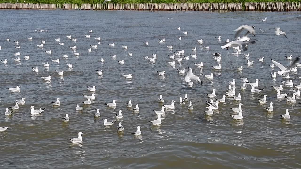 海鸥群视频下载