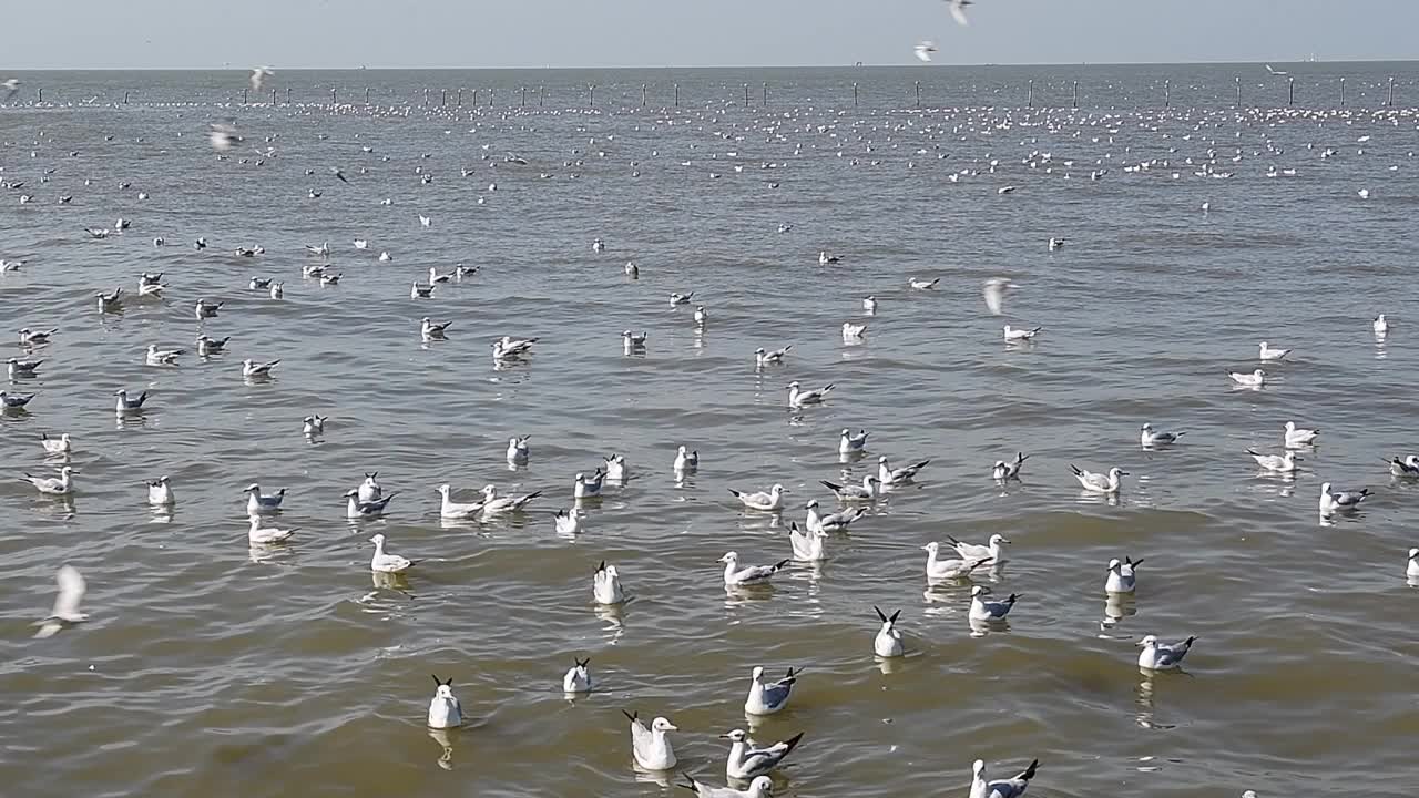 海鸥群视频下载