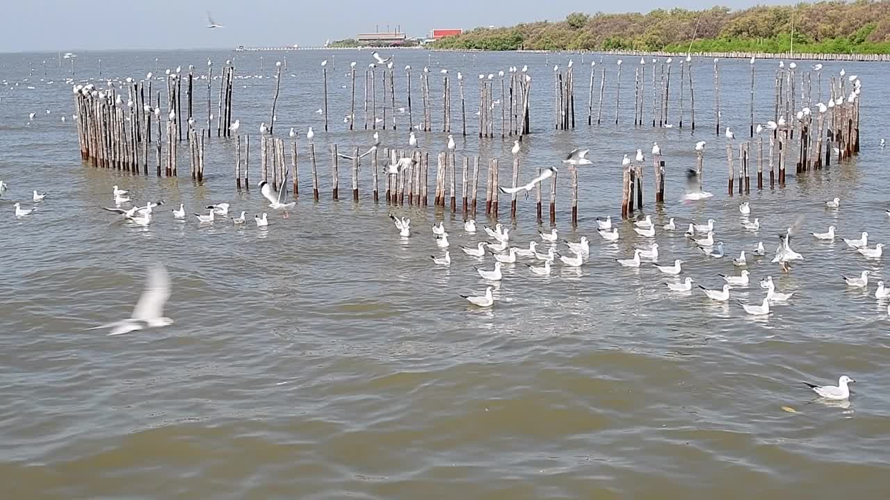 海鸥群视频下载