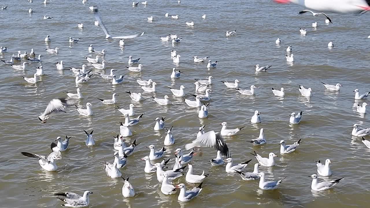 海鸥群视频下载