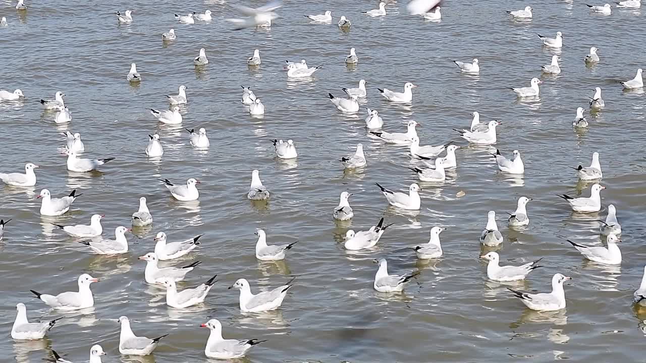 海鸥群视频下载