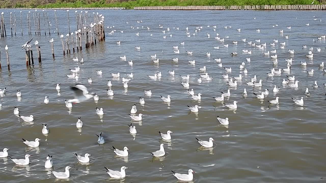 海鸥群视频下载