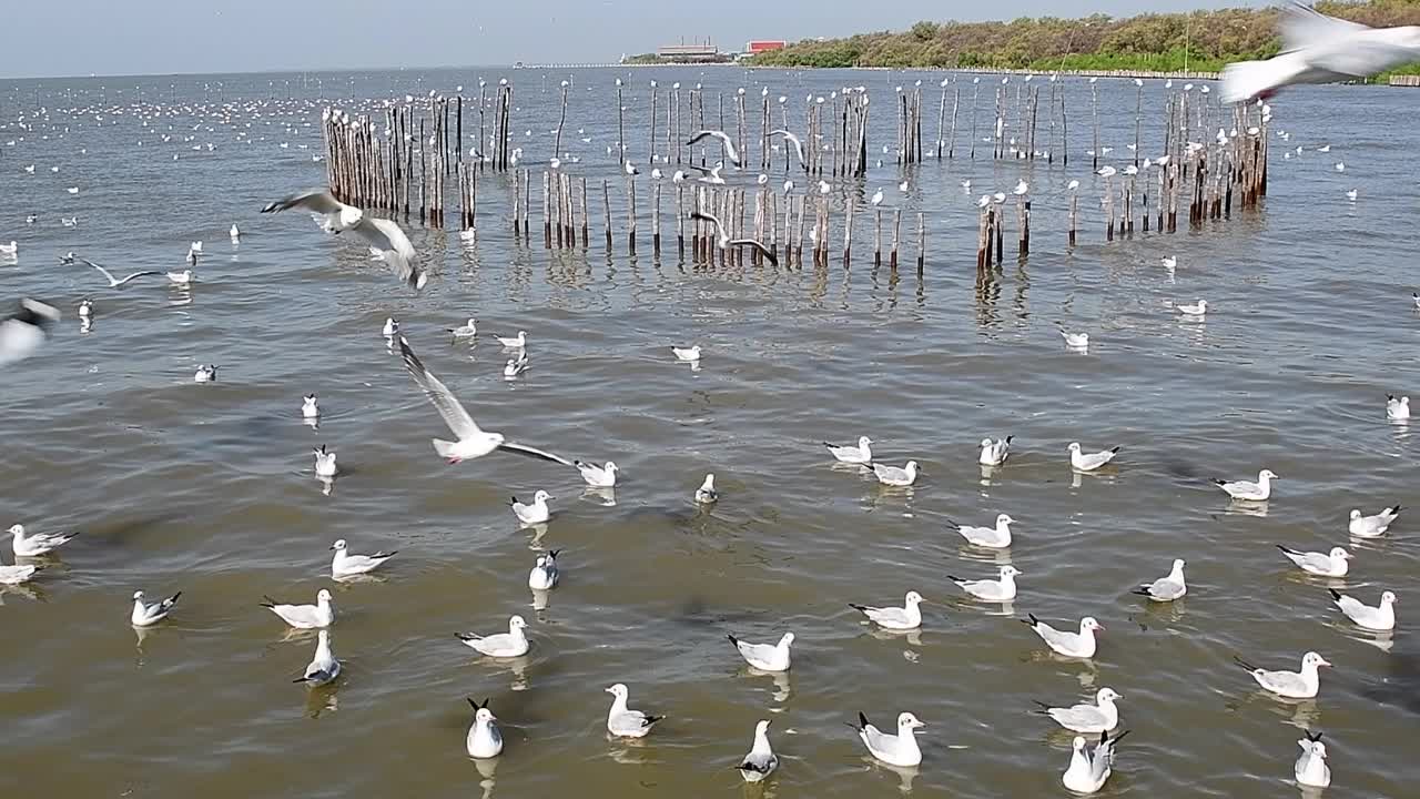 海鸥群视频下载