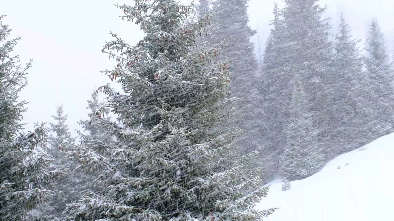 云杉林下雪的冬天视频素材