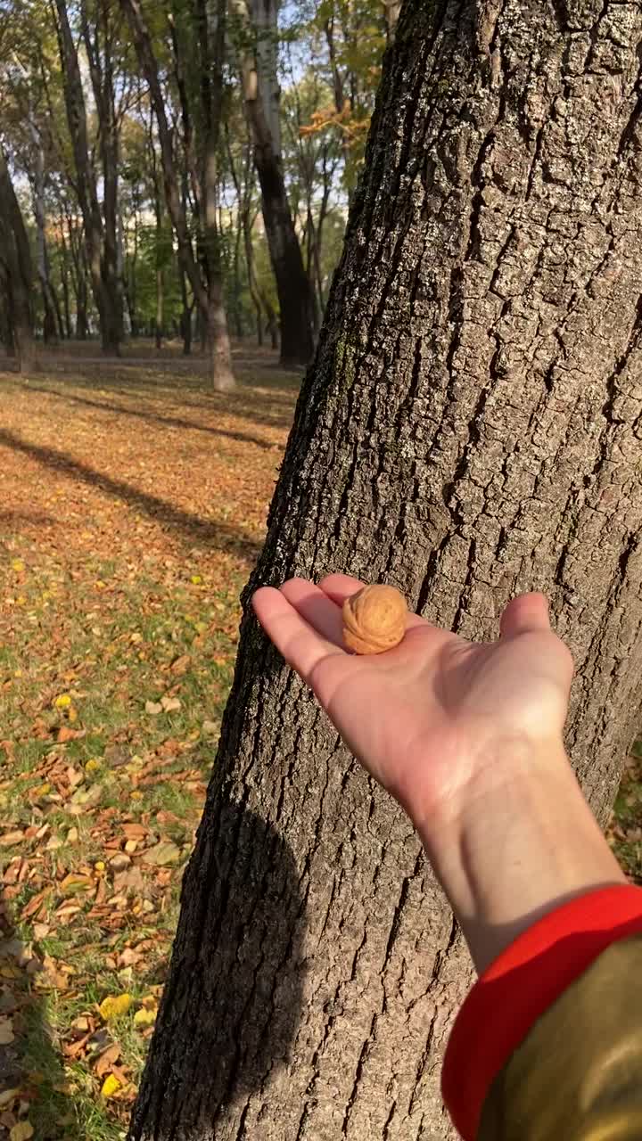 一个慷慨的人在树林里的树上给一只好奇的小松鼠喂核桃视频素材