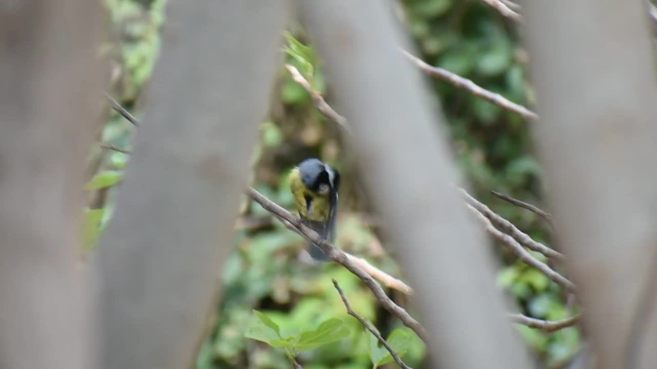 正在整理羽毛的非洲蓝山雀(蓝山雀属)视频素材