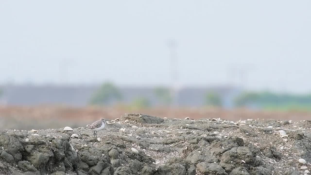 勺嘴鹬，Calidris pygmaea，泰国视频素材