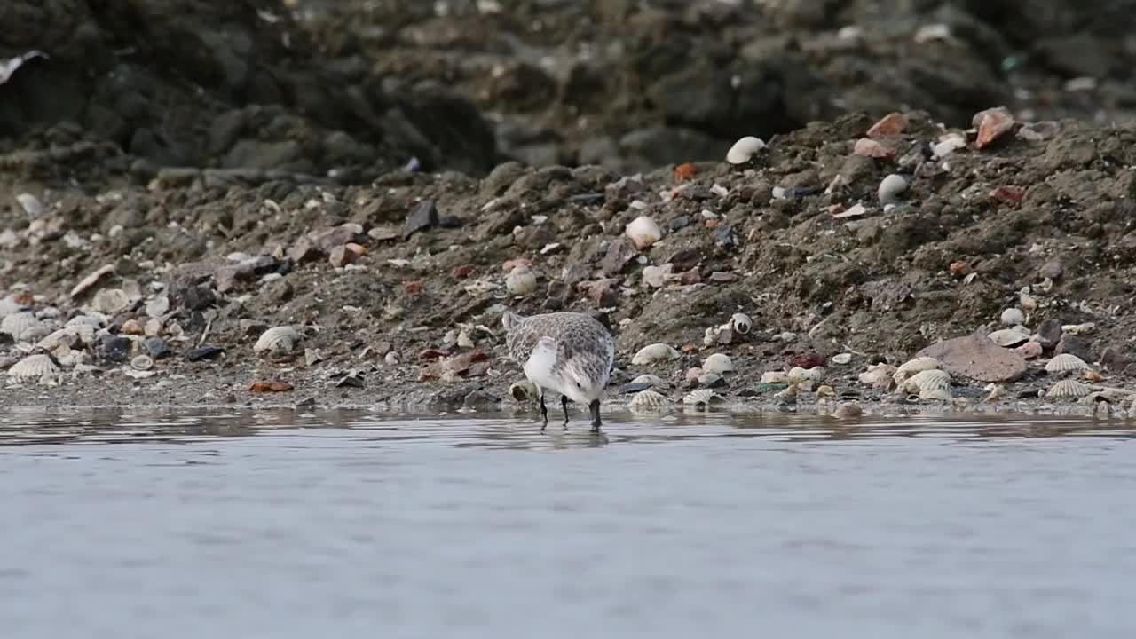 勺嘴鹬，Calidris pygmaea，泰国视频素材