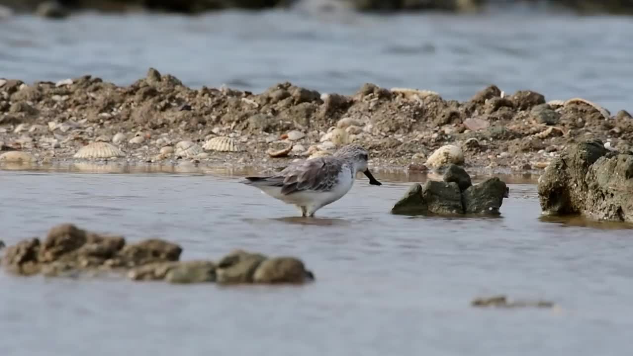 勺嘴鹬，Calidris pygmaea，泰国视频素材