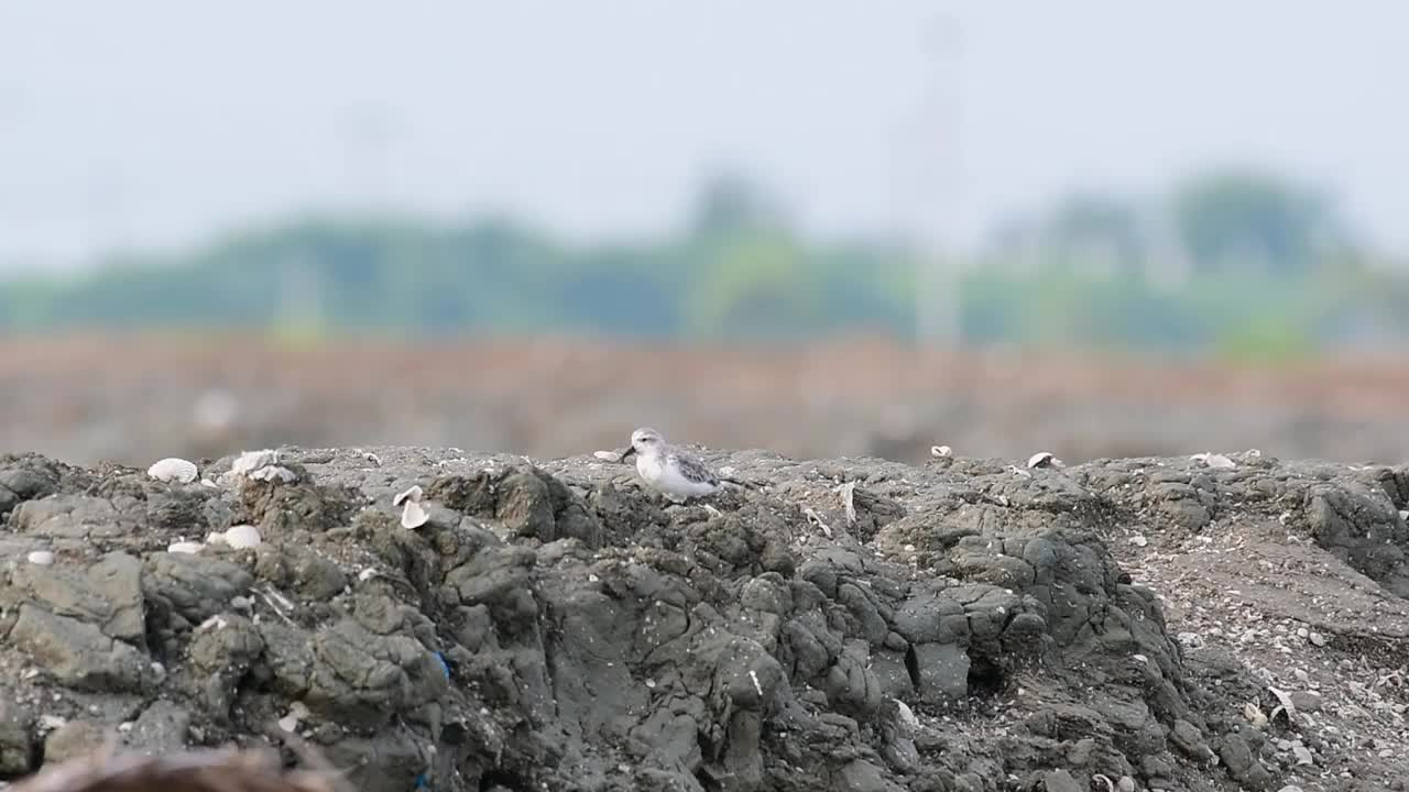 勺嘴鹬，Calidris pygmaea，泰国视频素材