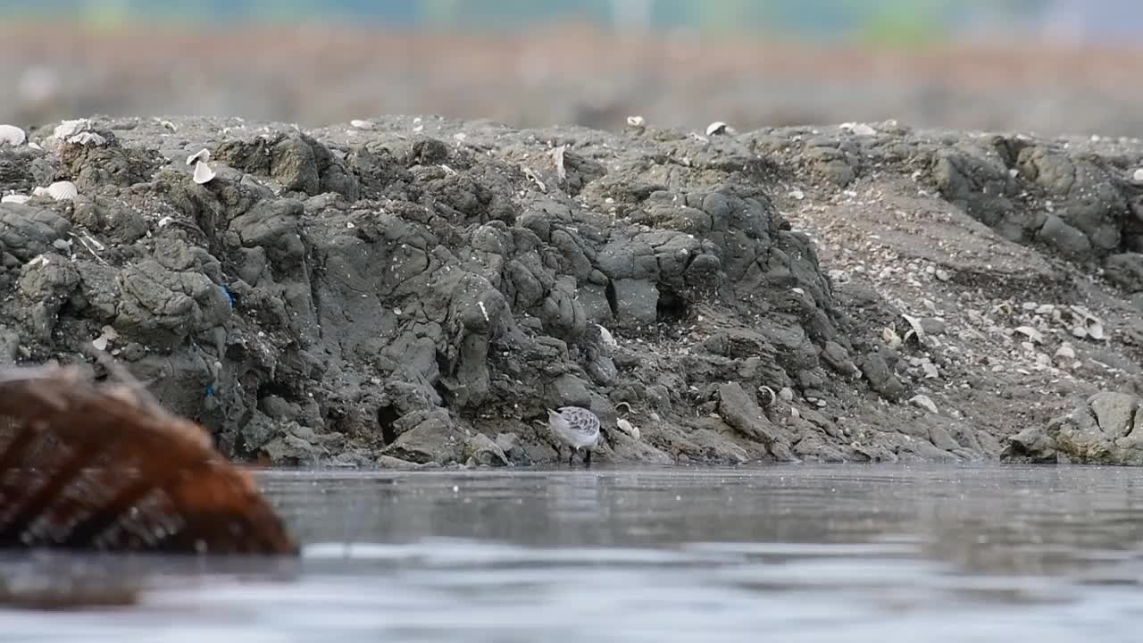 勺嘴鹬，Calidris pygmaea，泰国视频素材