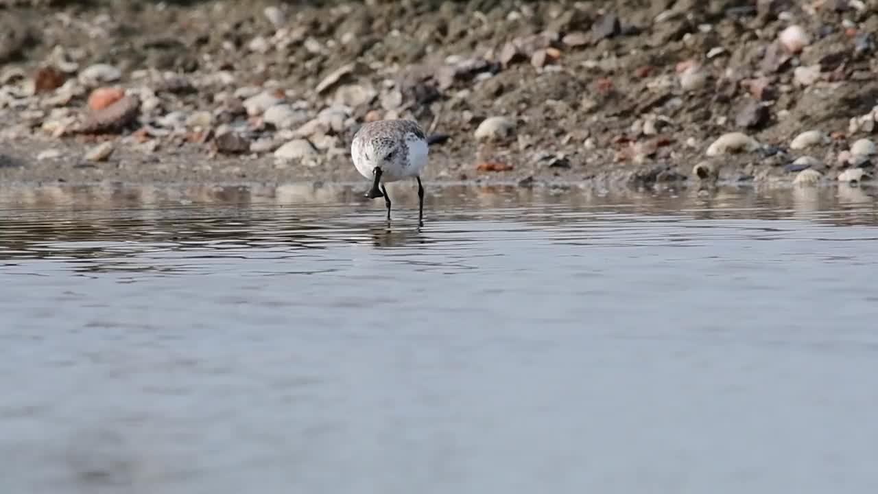 勺嘴鹬，Calidris pygmaea，泰国视频素材