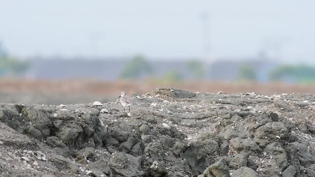 勺嘴鹬，Calidris pygmaea，泰国视频素材