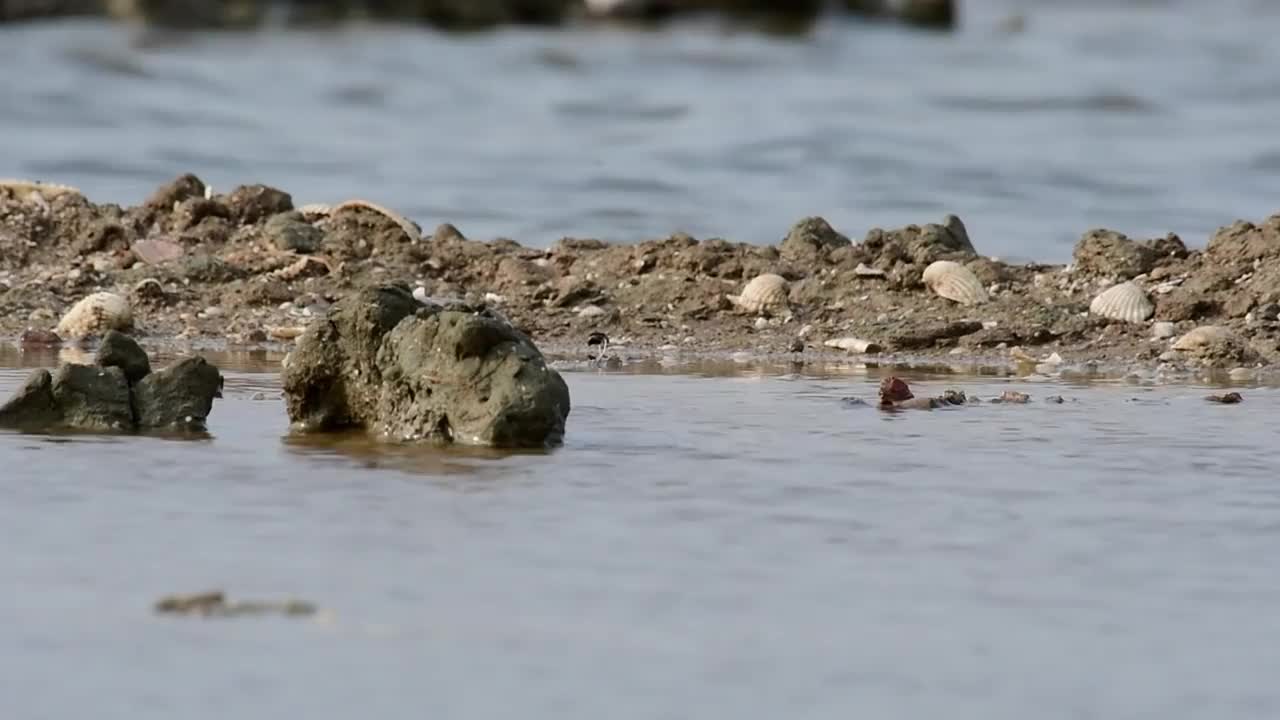 勺嘴鹬，Calidris pygmaea，泰国视频素材