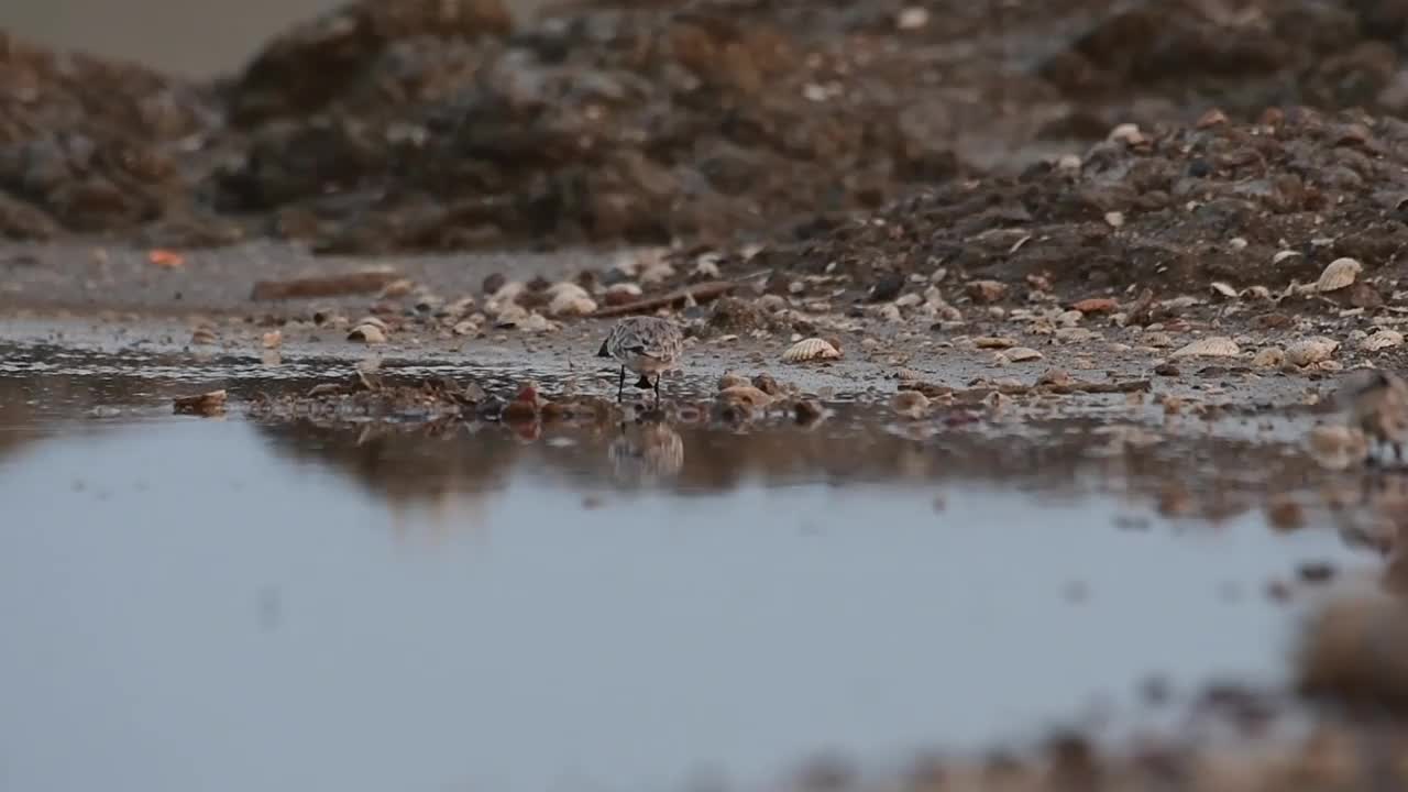 勺嘴鹬，Calidris pygmaea，泰国视频素材