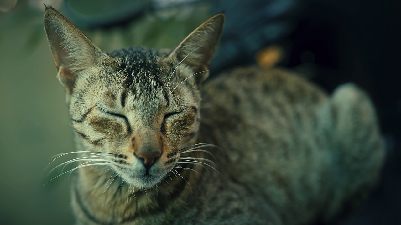 可爱可爱又漂亮的猫，玩着吃着视频素材