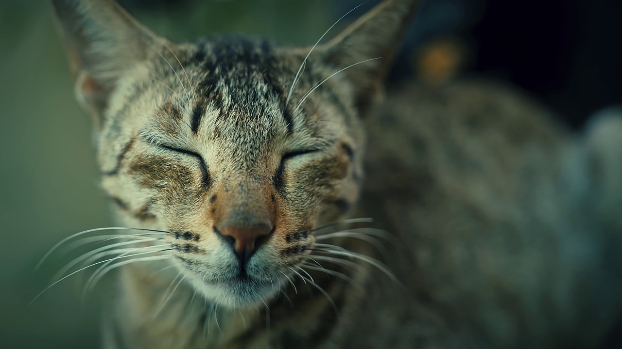 可爱可爱又漂亮的猫，玩着吃着视频素材