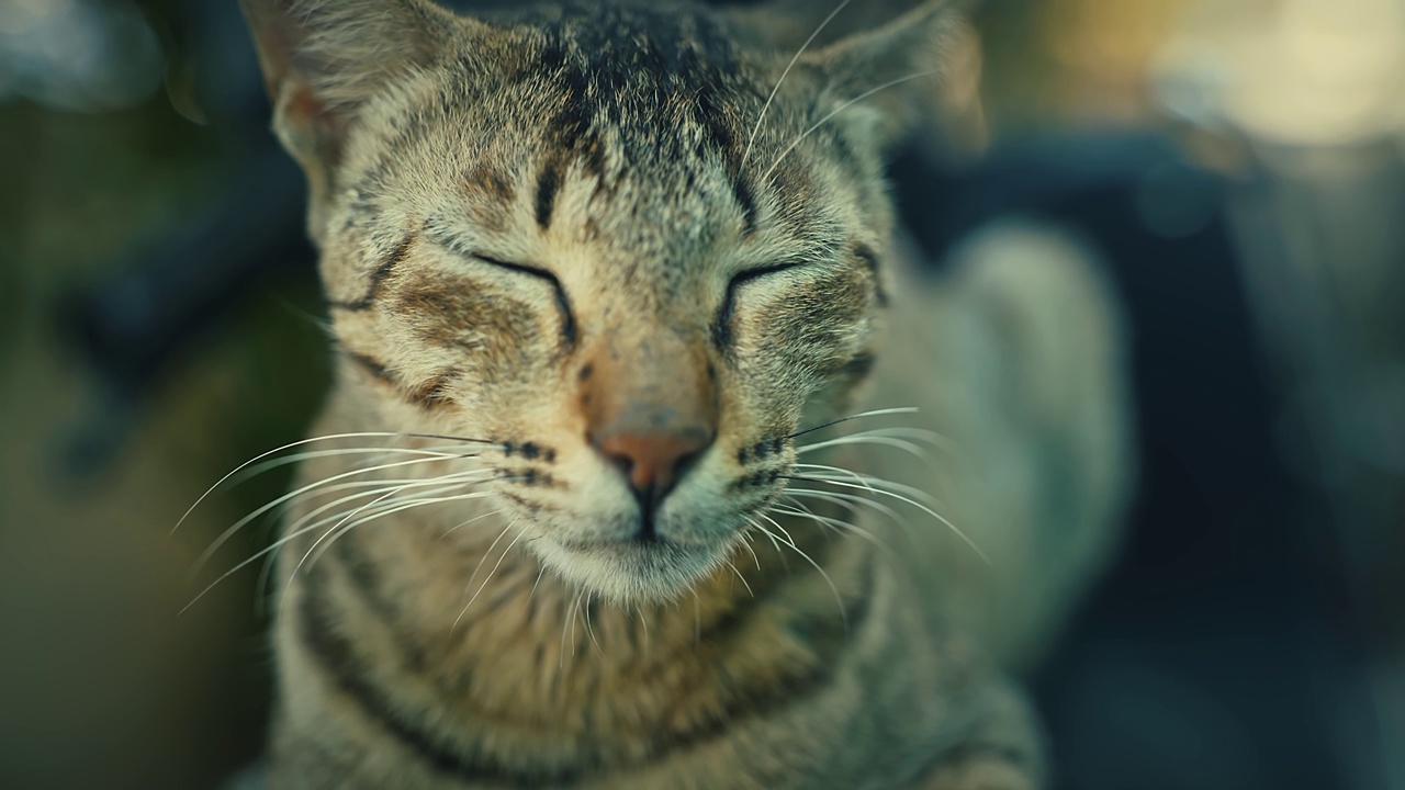 可爱可爱又漂亮的猫，玩着吃着视频素材