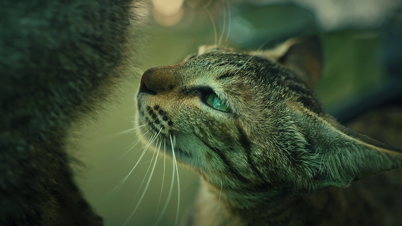 可爱可爱又漂亮的猫，玩着吃着视频素材