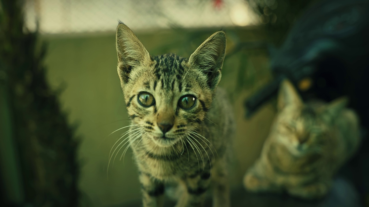 可爱可爱又漂亮的猫，玩着吃着视频素材