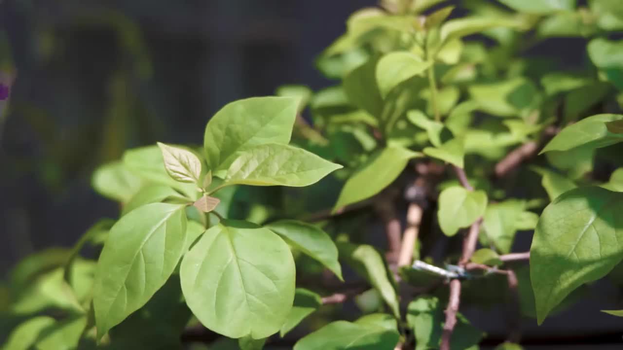 选择性聚焦在风中摇曳的绿叶视频素材