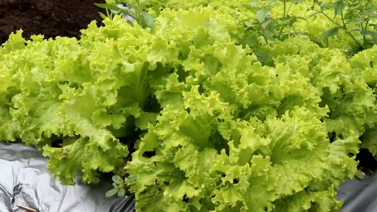 农场里新鲜生菜的特写。视频素材