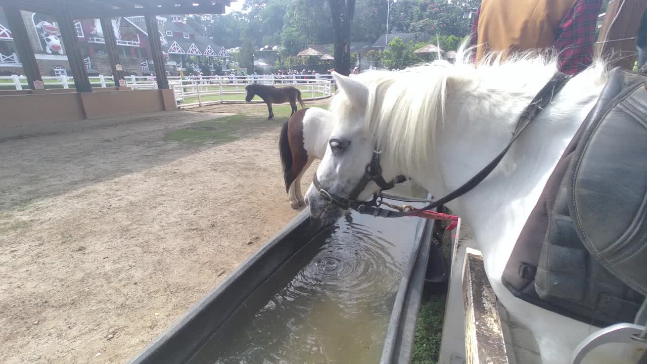 在农场里喝水的白色小马或矮种马视频下载